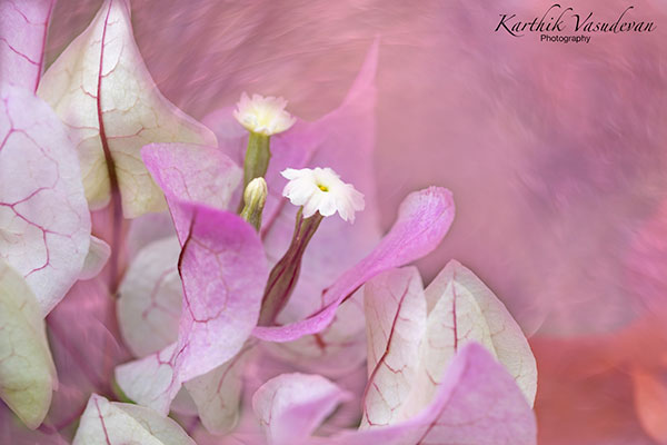 KV08-Bouganivillae-Pink