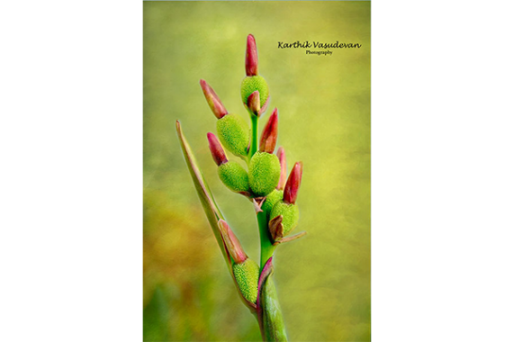 KV10-Canna-flower-Bud