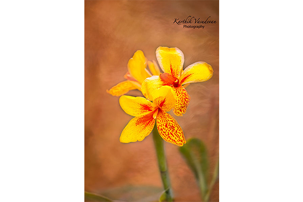 KV11-Canna-yellow-orange-flower