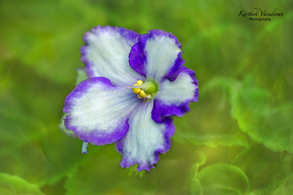 KV12-Majestic-Violet