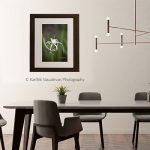 Spider Lilly Dance_photo frame