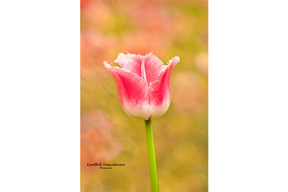 KV15-Tulip-Pink