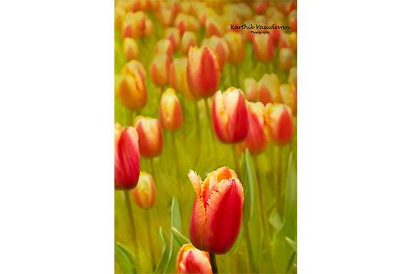 KV16-Tulip-Red-Bed