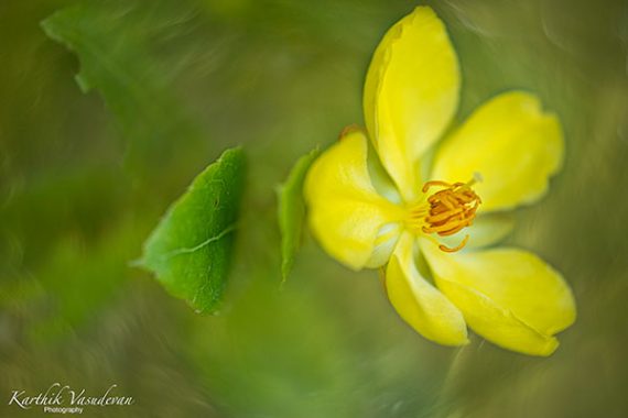 KV18-Yellow-Flower-Profile