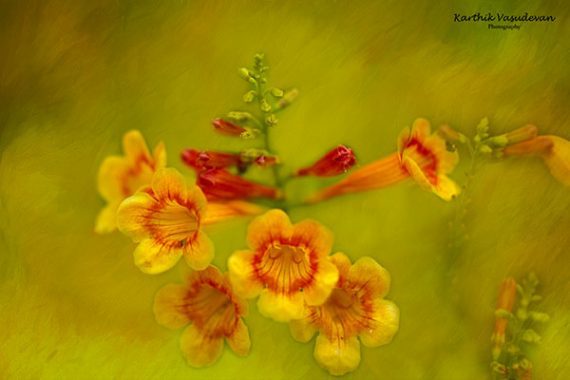 KV20-Bell-Flower-Orange