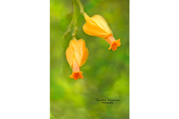 KV22-Bell-Flower-Orange