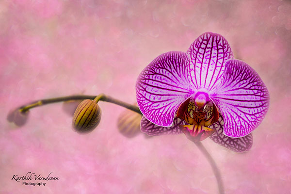 KV24-Common-Orchid-Pink