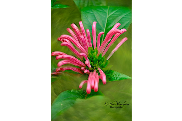 KV25-Flamingo-flower-Pink