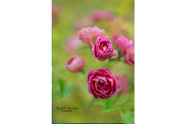 KV26-Pink-Button-Rose