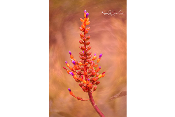 KV27-Red-Ornamental-Flower