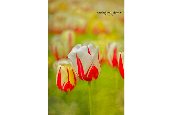 KV28-Tulip-Double-colour