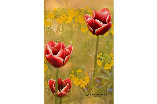 KV29-Tulip-interlaken