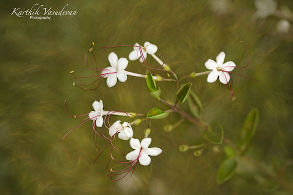 KV30-Scrambling-Clerodendrum