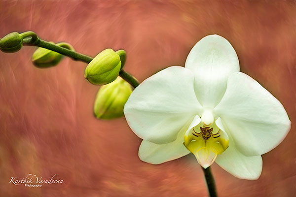 KV31-White-Orchid