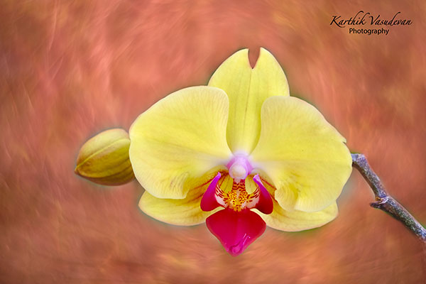 KV32-Yellow-Orchid