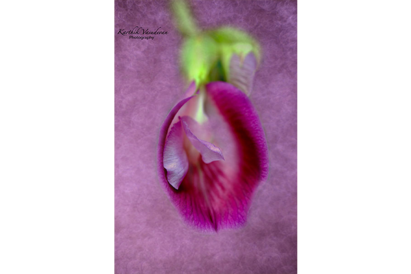 KV33-Butterfly-Pea-Flower-Pink