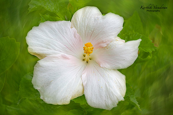 KV35-Hibiscus-White