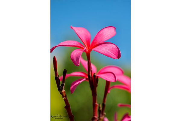 KV36-Plumeria-Pink
