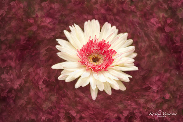 KV40-Zarbera-White-Pink