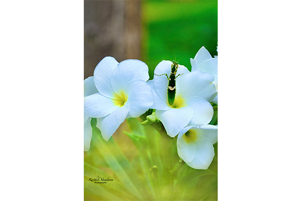 KV47Mantis-on-Plumeria