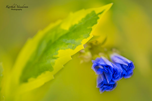 KV48-Morning-Glory-with-Golden-dewdrop-leaf-