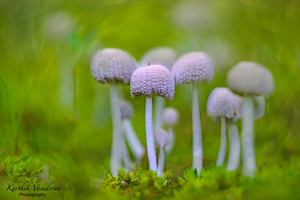 KV49-Mushrooms-Childs-play