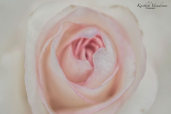 KV51-Whiteish-Pink-Rose-Macro