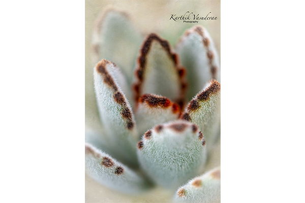 KV53-Ornamental-Cacti