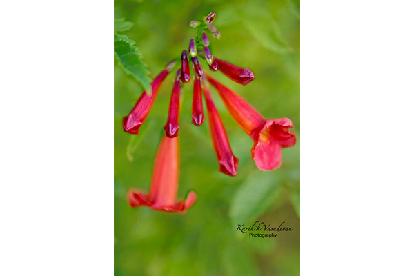 Bell Flower Red – Karthik Vasudevan Photography