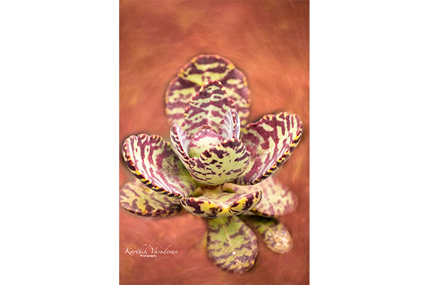 KV55--Pen-wiper-Cacti