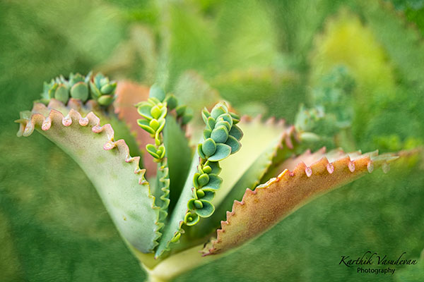 KV56-Mother-of-thousands