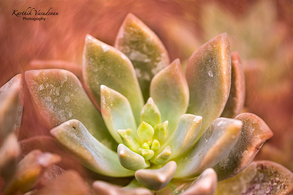 KV61-Ghost-Pllant-Ornamental-Cacti