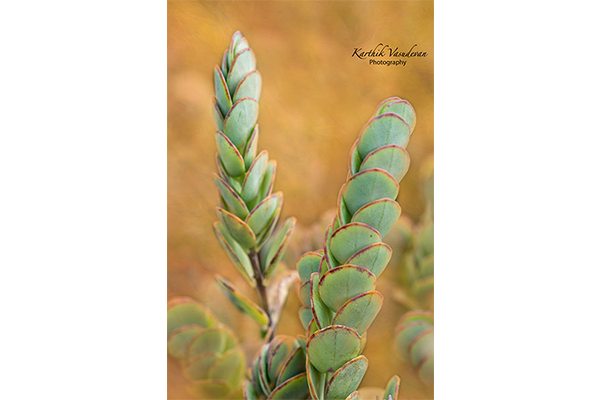 KV63-Marnier's-Kalanchoe