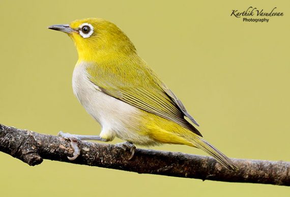 KV68-Oriental-White-Eye