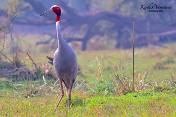 KV69-Sarus-Crane