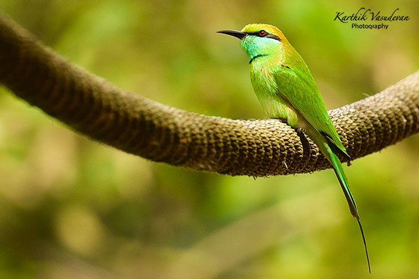 KV70-Green-Bee-Eater
