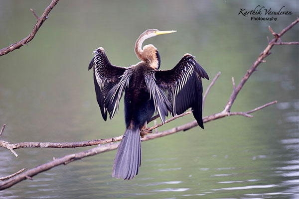 KV72-Darter-Bird-Sunbathing