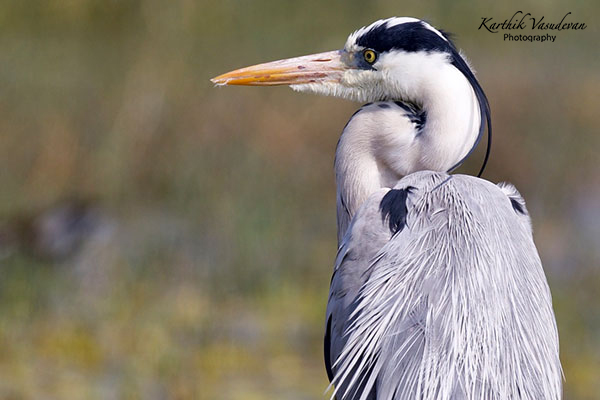 KV73-Grey-Heron-Potrait