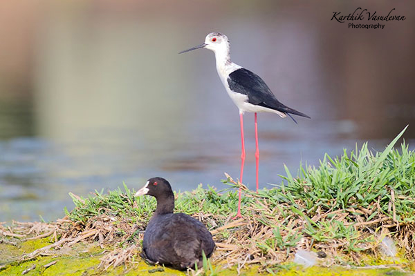 KV75-Black-Winged-Stilt-1-