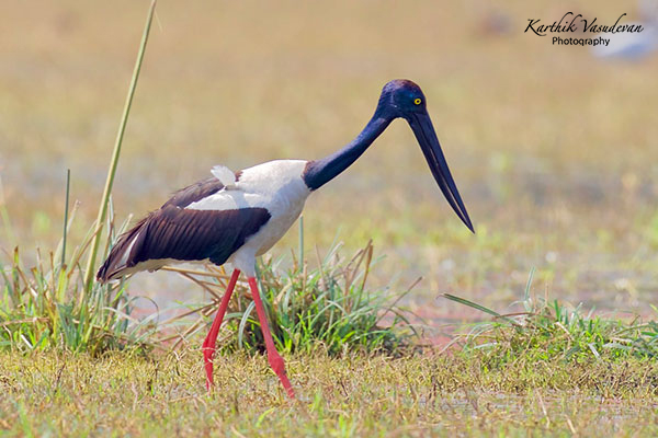 KV76-Black-necked-Stork