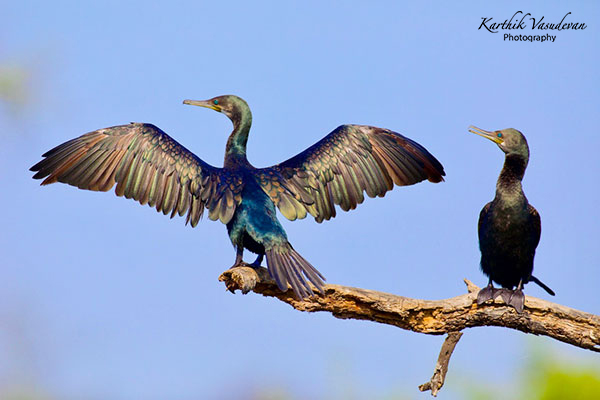 KV77-Cormorant-Sun-bathing