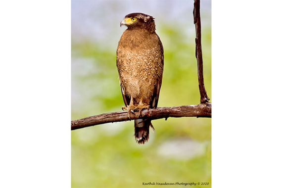 KV78-Crested-Serpent-eagle-1