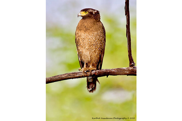 KV78-Crested-Serpent-eagle-1