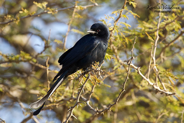 KV79-Racquet-Taile-Drango