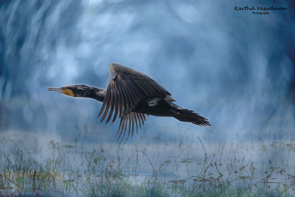 KV80-Cormorant-in-flight