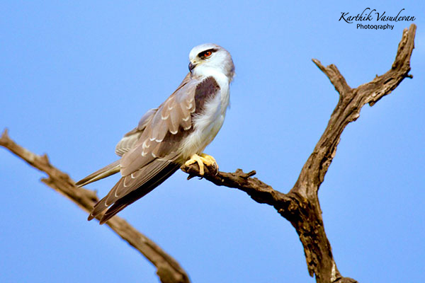 KV81-Black-winged-kite
