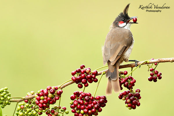 KV82-Bull-Bull-feeding