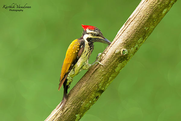 KV83-Fameback-Wood-pecker