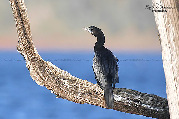KV85-Cormorant-at-Sunset
