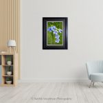 Bengal Trupet_photo frame